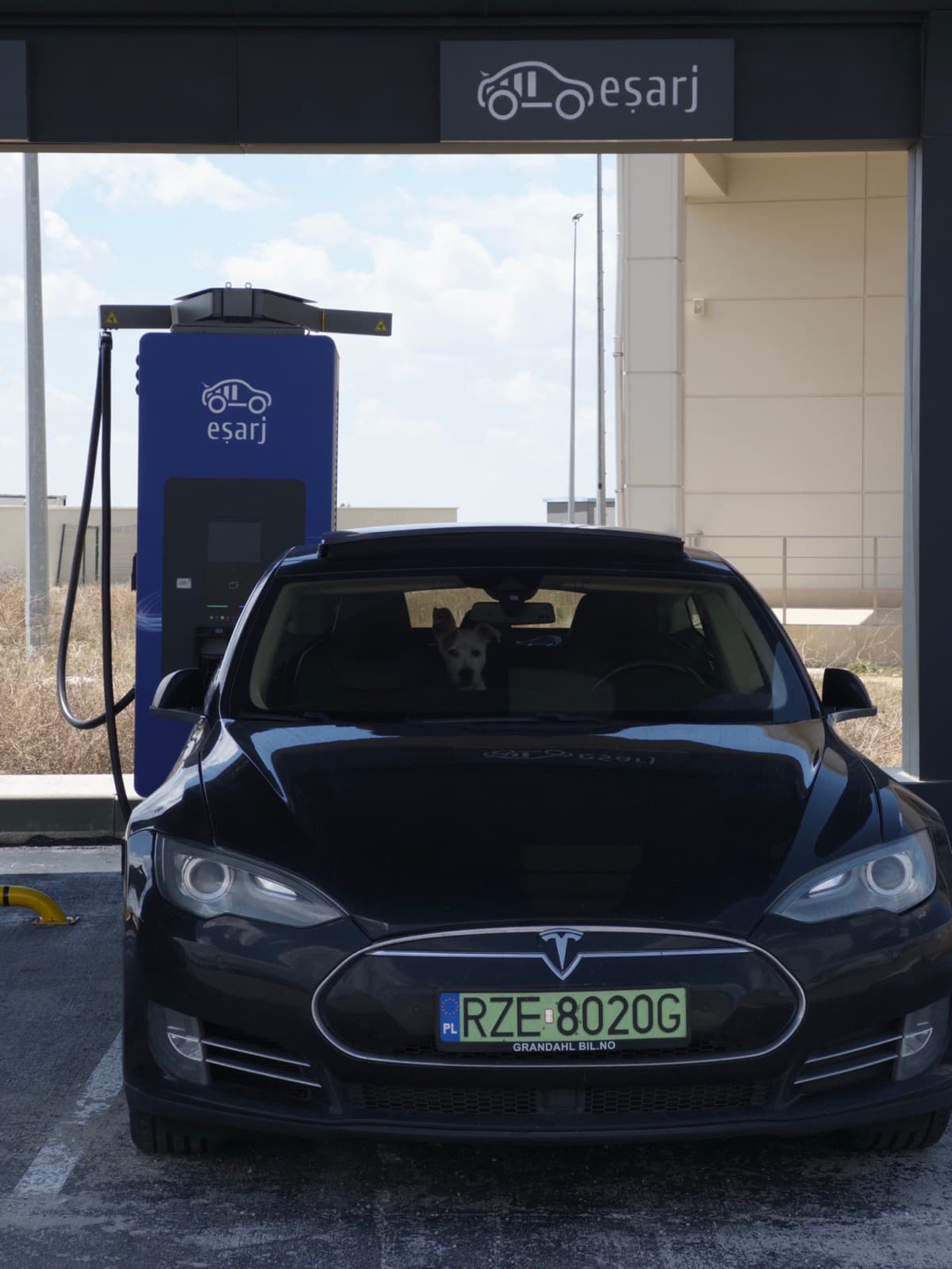 Pet riding comfortably in the Tesla cabin