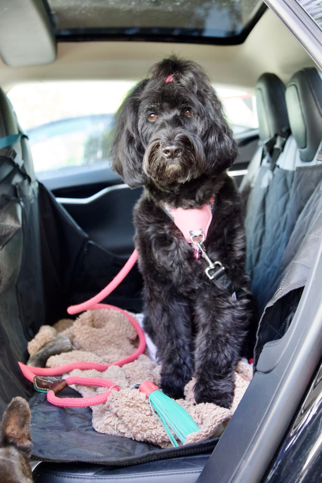 Our transport — a calm dog riding on a clean cabin cover in the Tesla