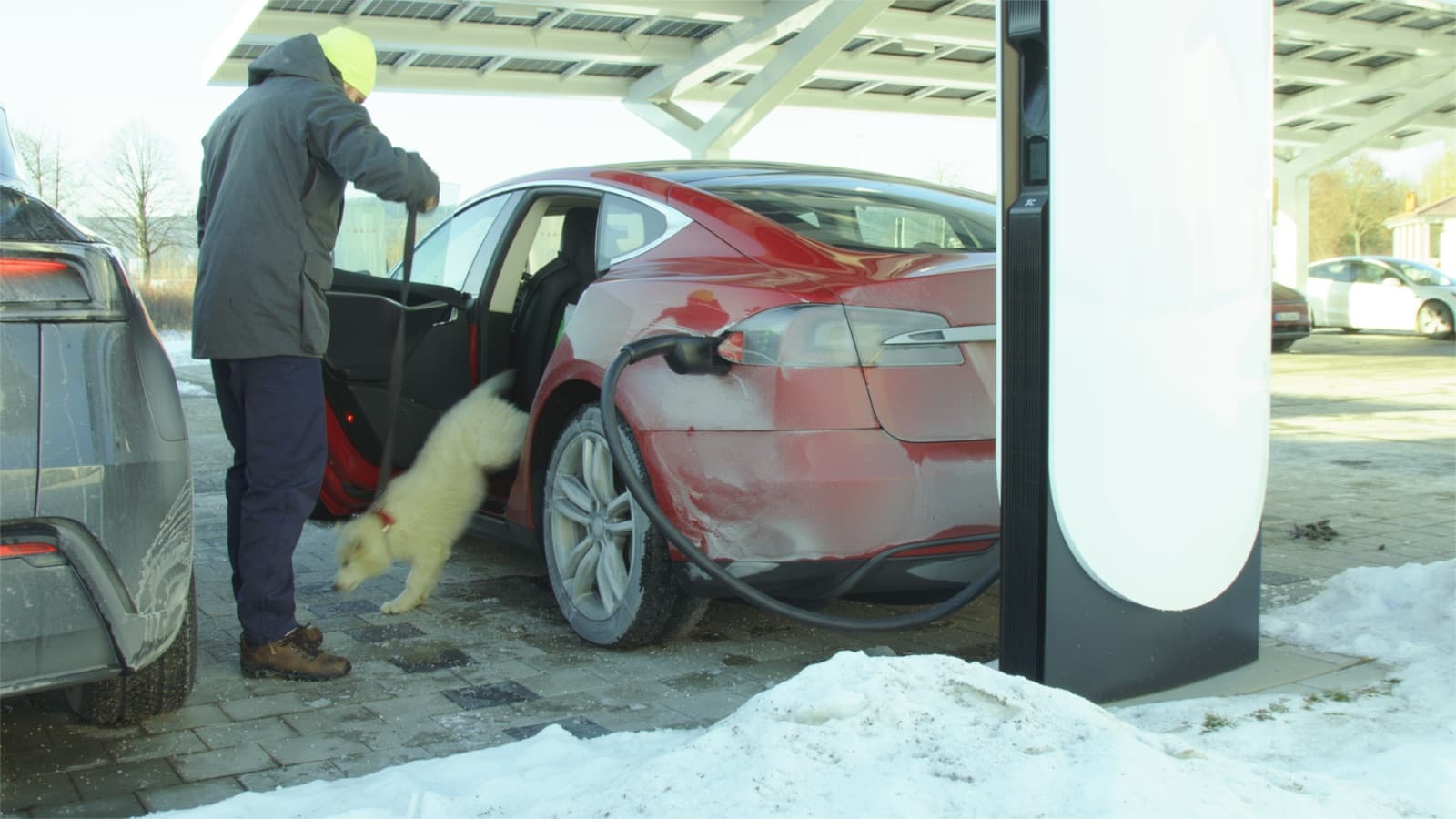 Winter charging stop — a puppy steps out of the warm Tesla
