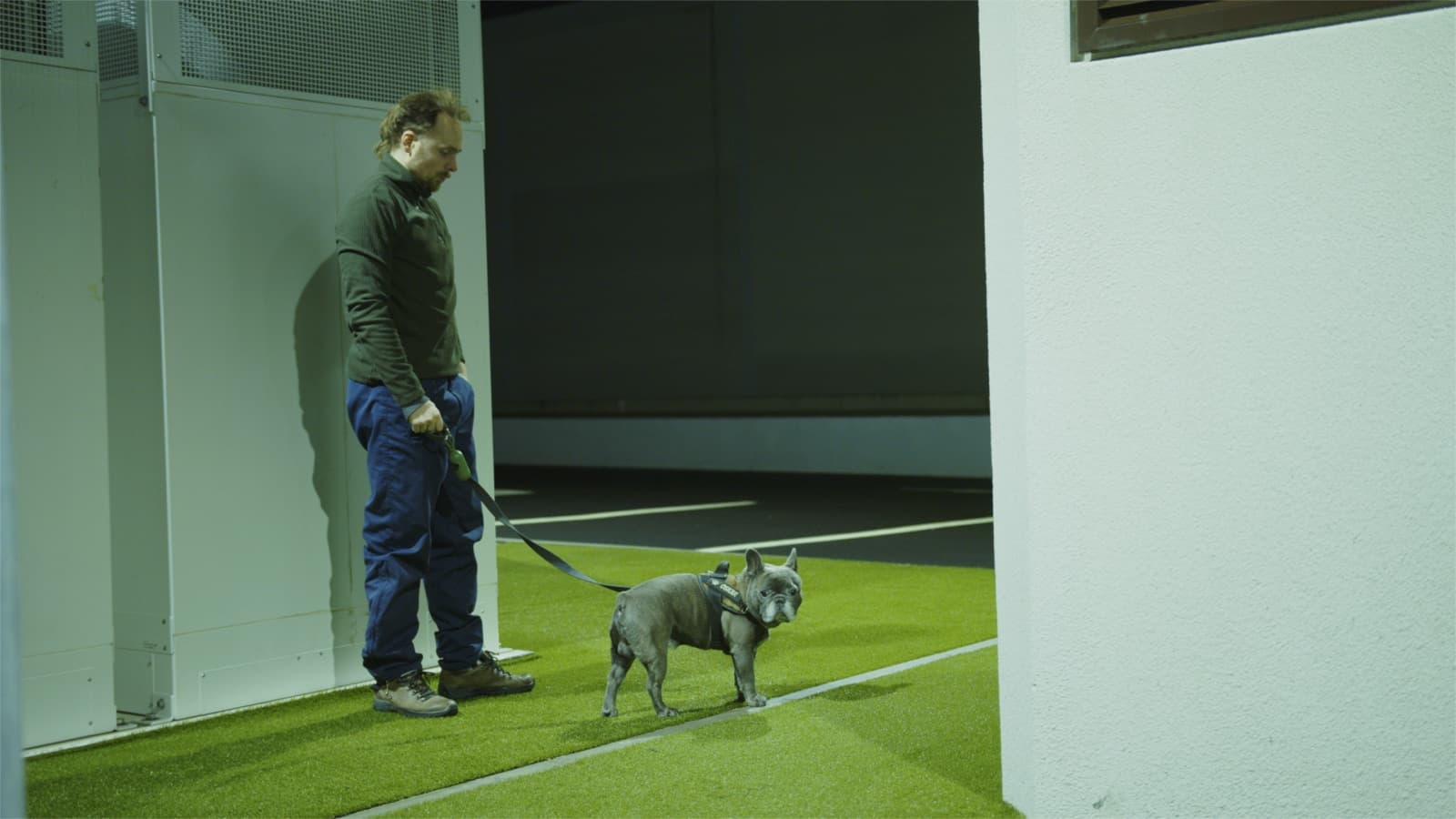 A dog on a leash walk during a trip break