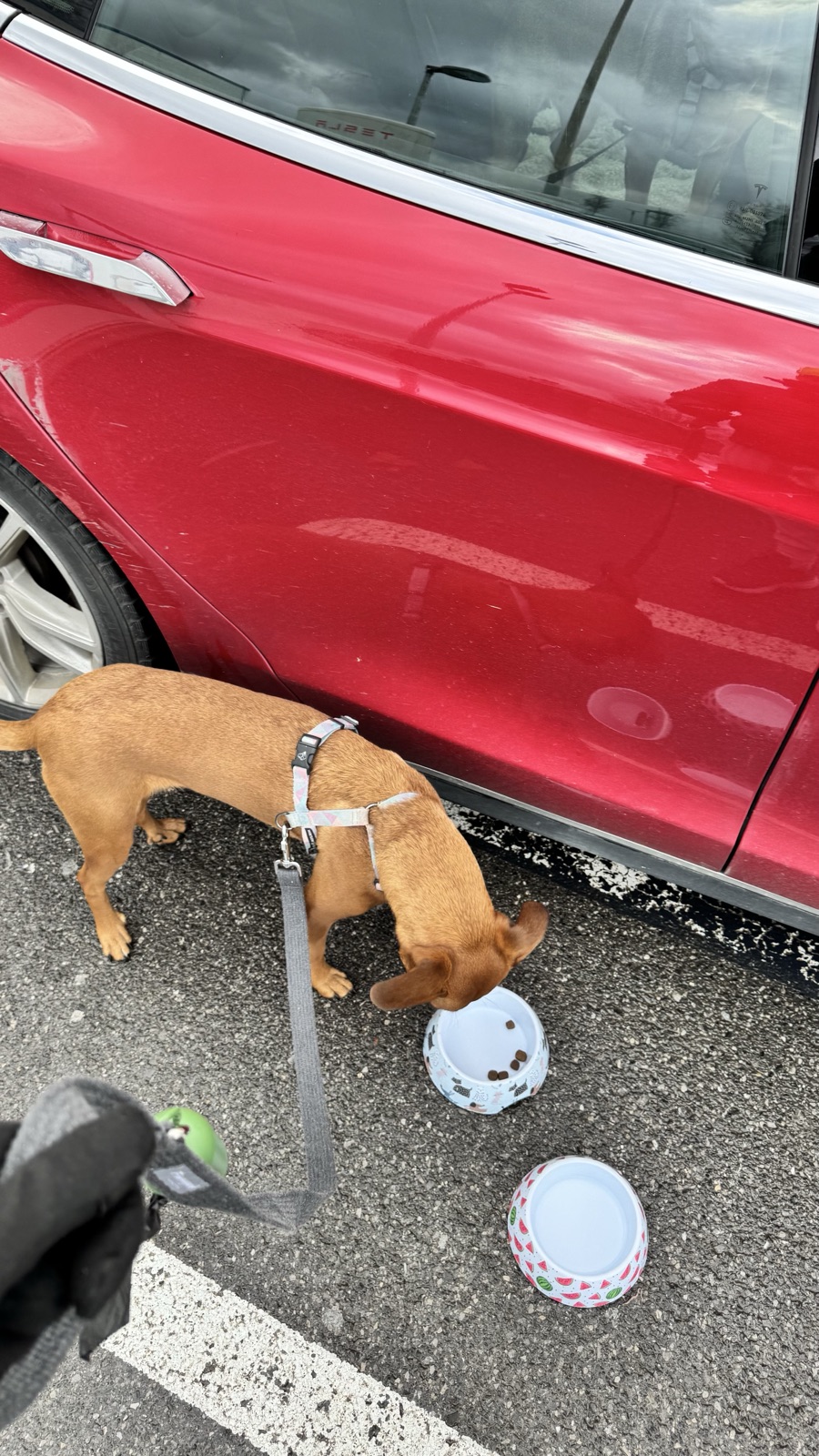 Simba — Bristol → Lisbon
